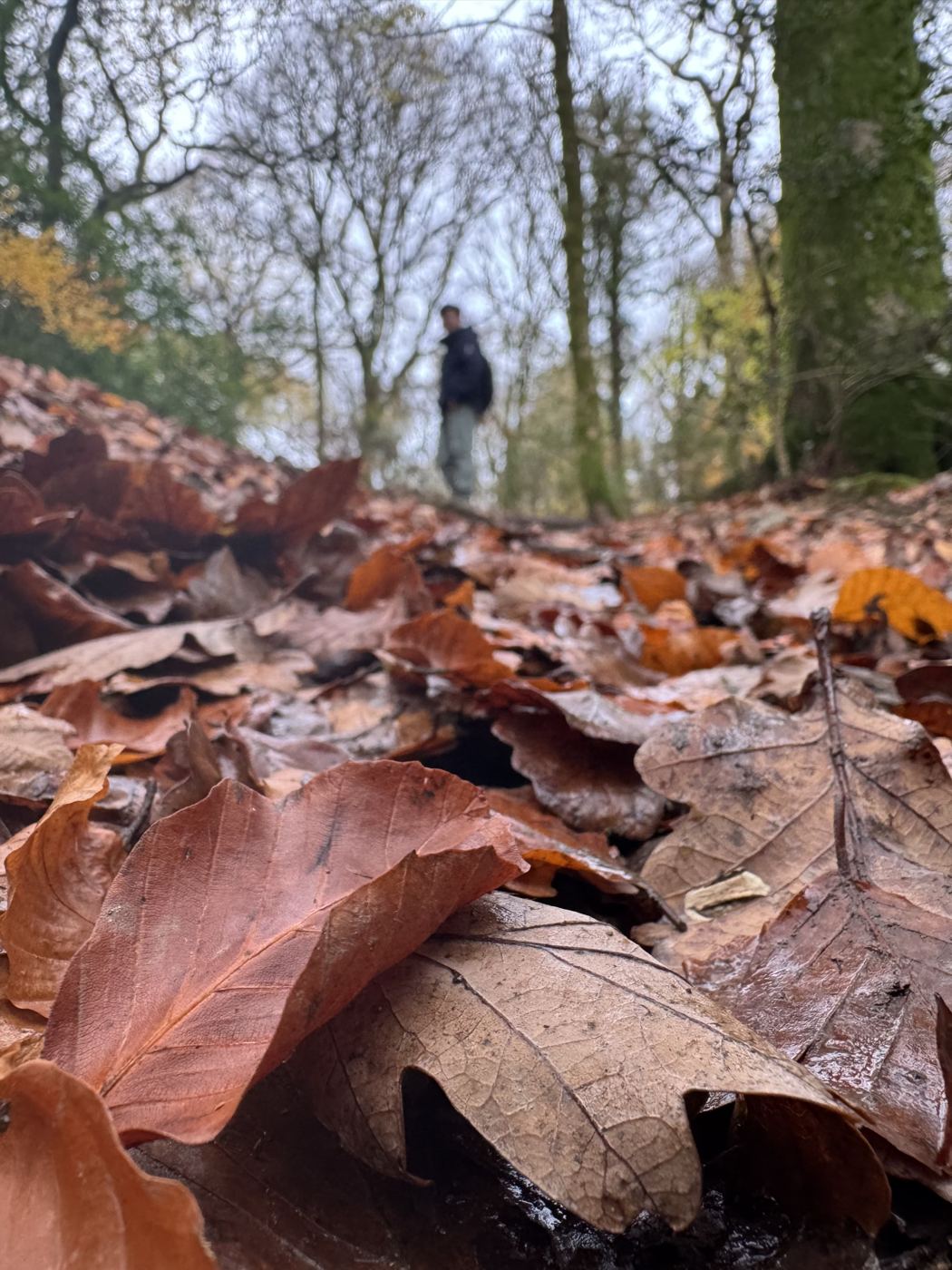Autumn leaves near Keswick