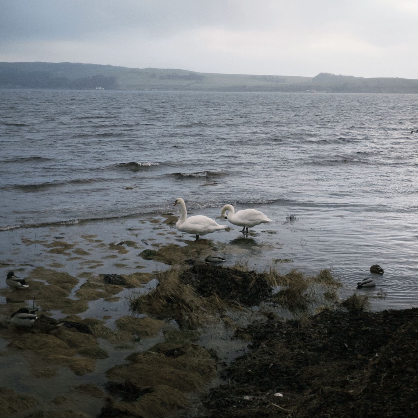 Coastline at Largs